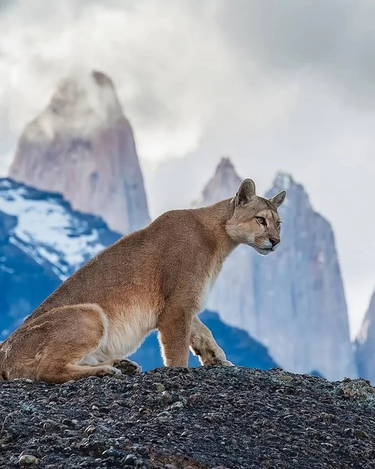 Patagonia Wild Bar
